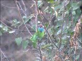 DVD-137-birds-greenbarbet-3