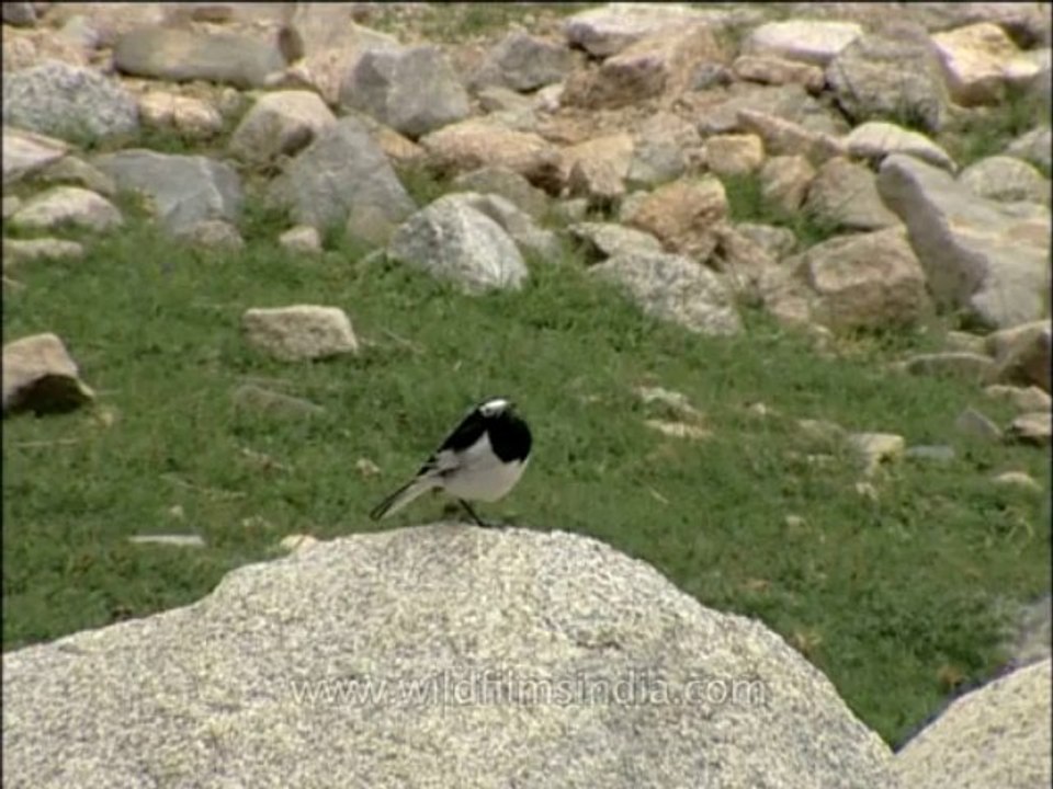 DVD-137-birds-wagtail