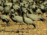 DVD-145-birds-Demoisellec crane-2