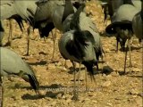 DVD-145-birds-Demoisellec crane-4