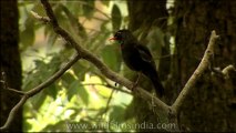 DVD-145-birds-greywingedblackbird-1