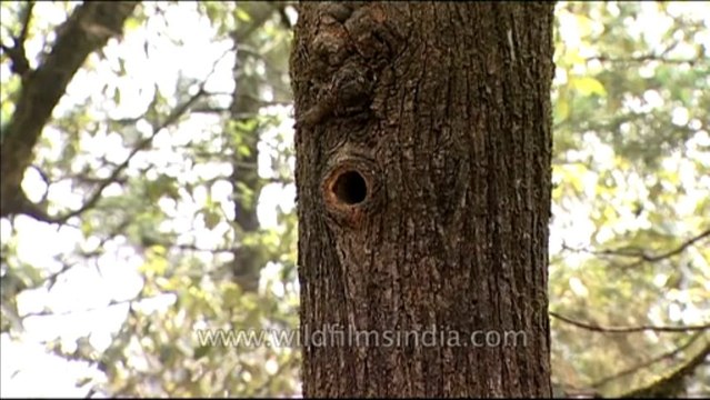 DVD-145-birds-himalayangreen barbet-1