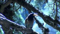 DVD-145-birds-himalayangreen barbet-10