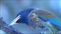 DVD-145-birds-himalayangreen barbet-11