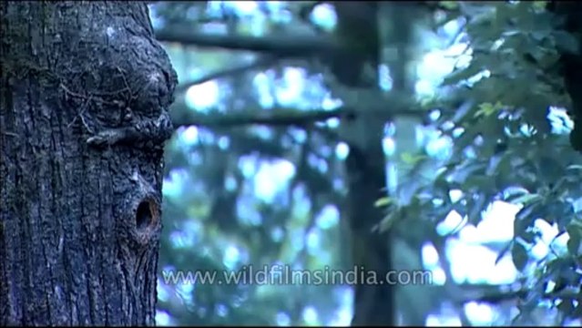 DVD-145-birds-himalayangreen barbet-3