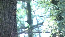 DVD-145-birds-himalayangreen barbet-6