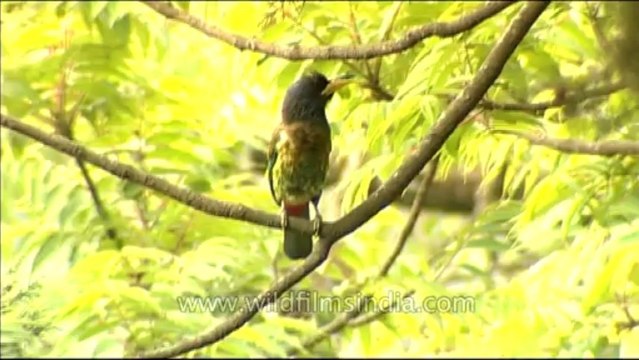 DVD-145-birds-himalayangreen barbet-7