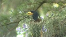 DVD-145-birds-himalayangreen barbet-8