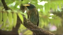 DVD-145-birds-himalayangreen barbet-9