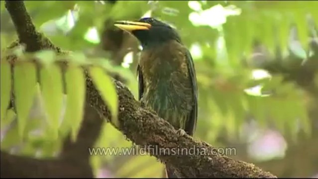 DVD-145-birds-himalayangreen barbet-9