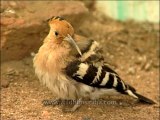 DVD-145-birds-hoopoe