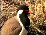 DVD-145-birds-redwattledlapwing