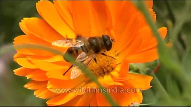 DVD-145-insects-bee-2