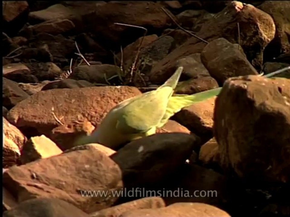 DVD-146-birds-misc-1