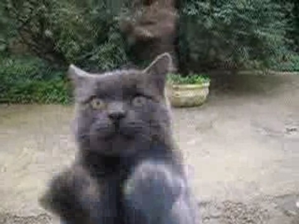 chatfou