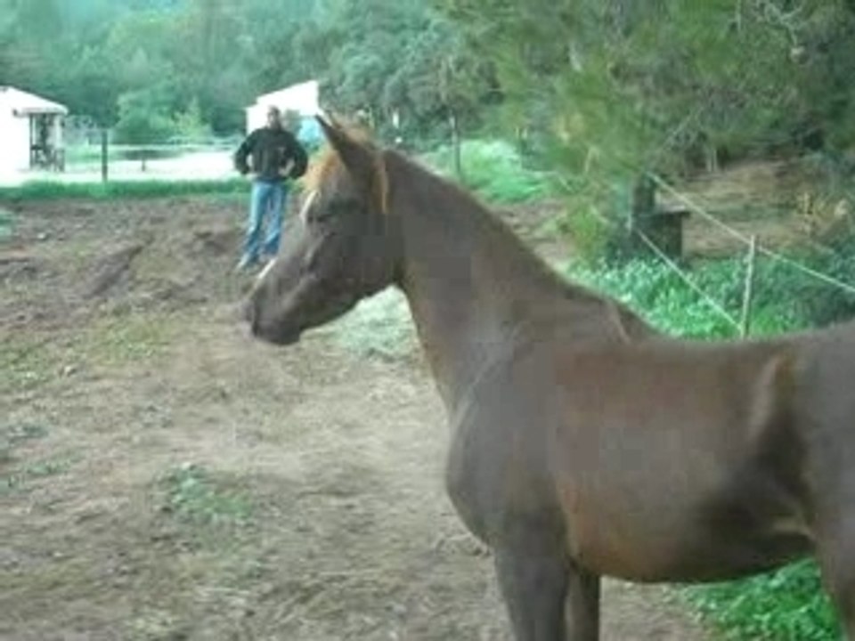 ma jument 2