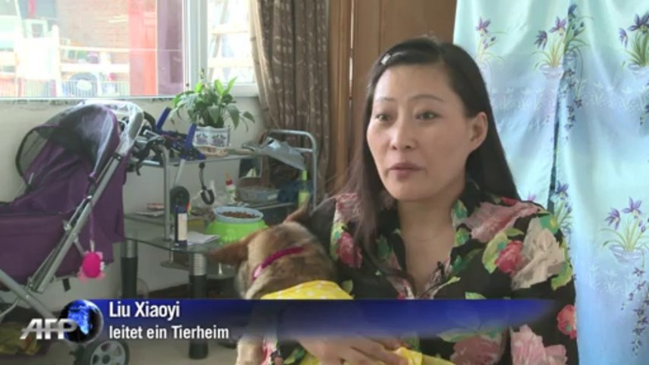 Pekings größter Hundeliebhaber rettet Vierbeiner