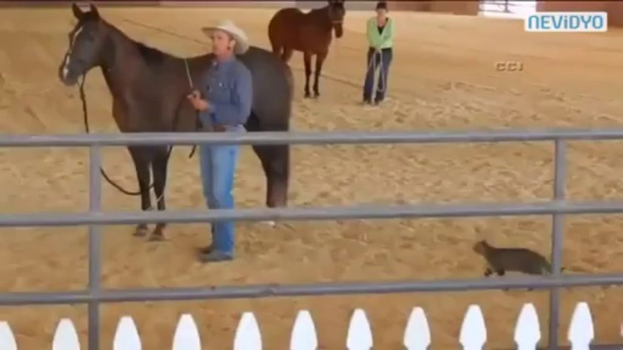 Çılgın kedi ata saldırdı
