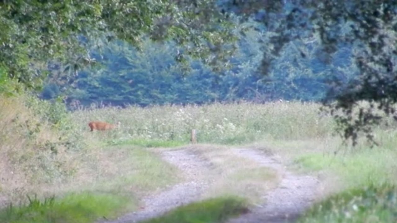 Chevreuils soirée dans la luzerne