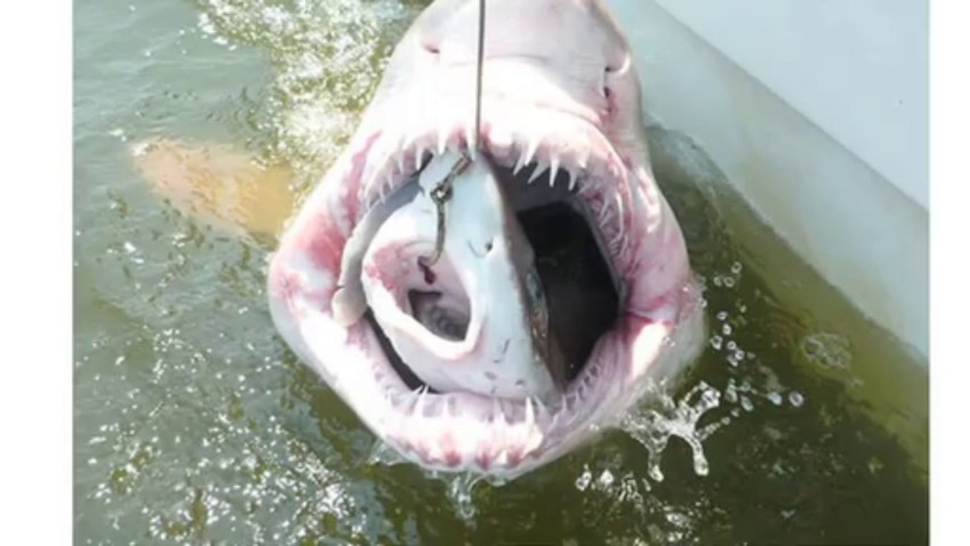 Shark Eats Shark