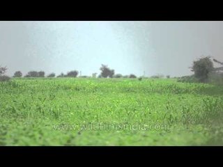 Flap and fall: Amusing display by the Lesser Florican