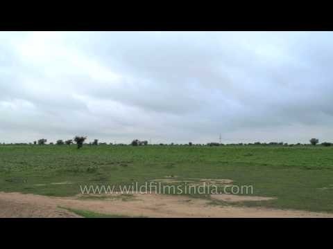 Wide green grasslands of Sonkhalia - Florican country!