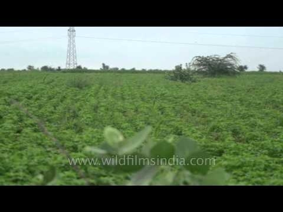 Green Moong ki Daal fields: Florican nesting grounds
