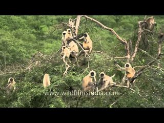 Looking around for food fun and danger: Pushkar Langurs