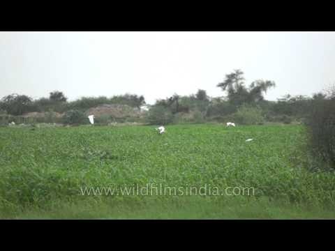 In flight: Cattle Egrets in Sonkhaliya