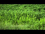 Its lush green in Sonkhaliya: Jowar fields