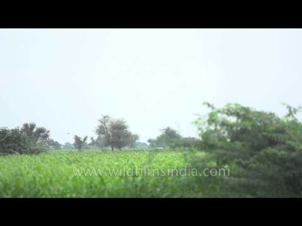 Egret soars the Sonkhaliya sky
