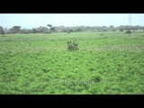 Birds in flight at Sonkhaliya: Birdwatching in Rajasthan