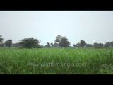 Flock of Egrets flies over fields of Sonkhaliya