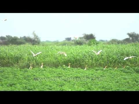 Cattle Egrets take flight in slow motion: Sonkhaliya