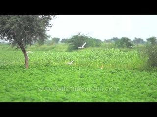 Egrets in slow motion