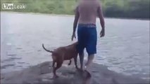 Dog turns crazy when his master is in water!