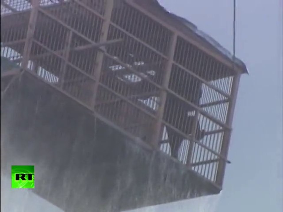 Amazing rescue Bears evacuated by helicopter in flood!