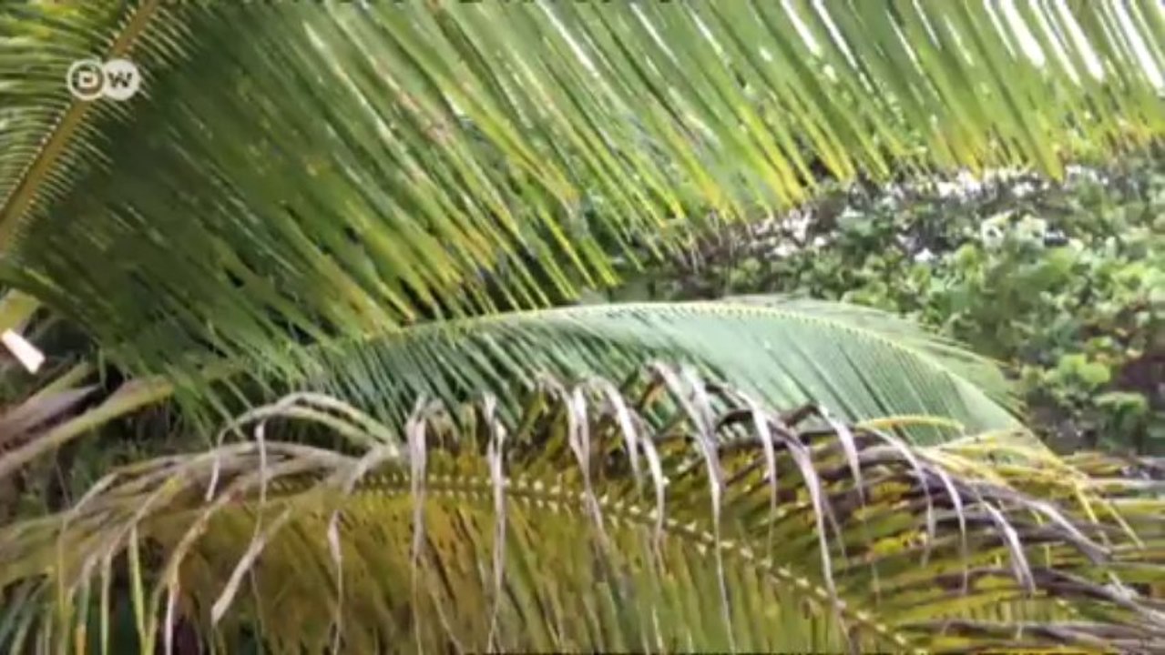 Guadeloupe: von Rum und Ochsenkarren | Europa Aktuell - Europa am Rande