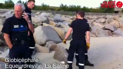 Globicéphale - Un dauphin échoué sur la plage