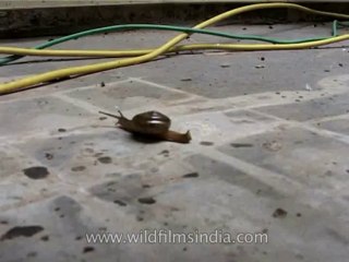 Insect-Snail-DVD-206-1