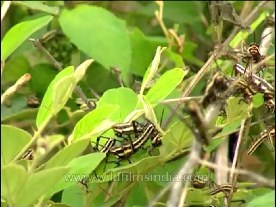 Insects-locusts-dvd-209-1