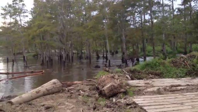Disparition d'arbres dans une rivière