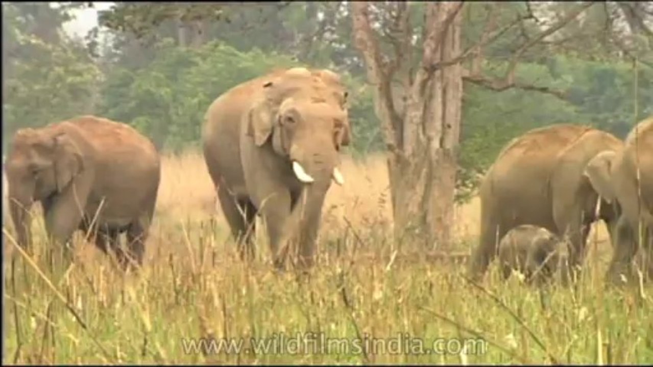 DVD-155-Wildlife-elephant-1