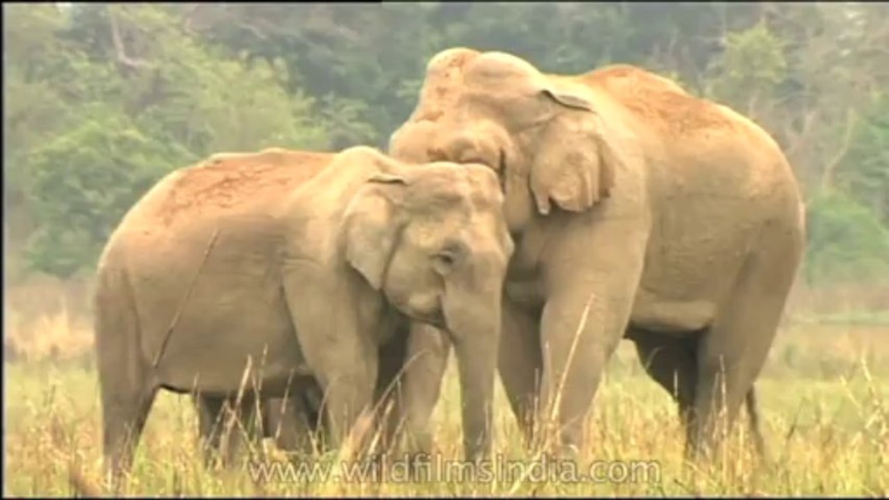 DVD-155-Wildlife-elephant-2