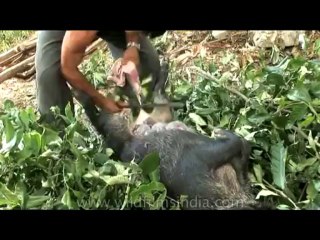 DVD-175-animal-slaughter-17-1