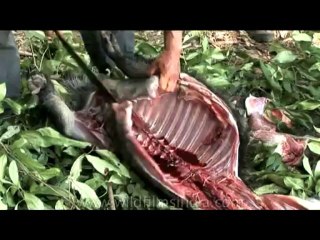 DVD-175-animal-slaughter-17-6