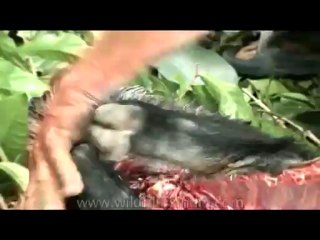 DVD-175-animal-slaughter-17-7