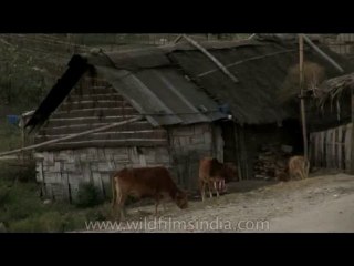 DVD-175-ne-arunachal-12-3