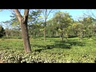 DVD-175-ne-teagarden-4-3