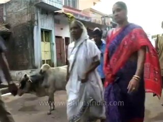 DVD-191-fauna-cow-3-1